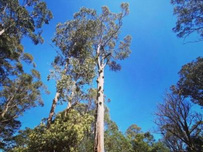 TREE FIX TAS