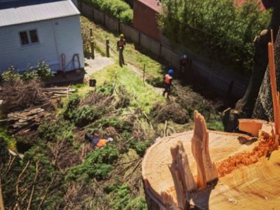 TREE FIX TAS