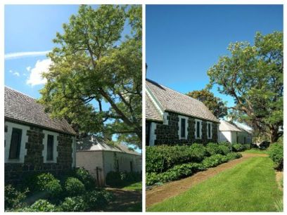 TREE FIX TAS